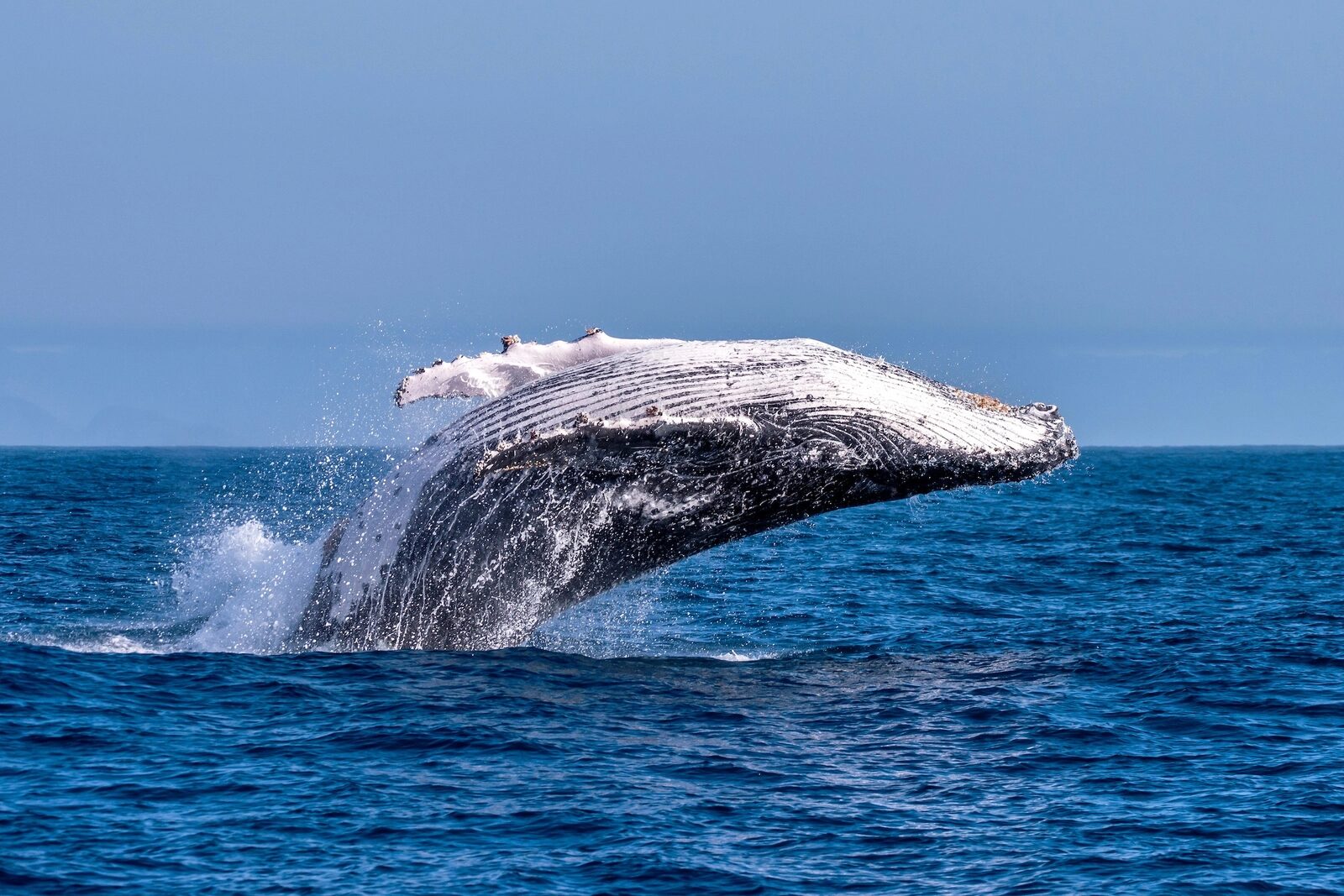 Baleia jubarte saltando próximo a barco de observação